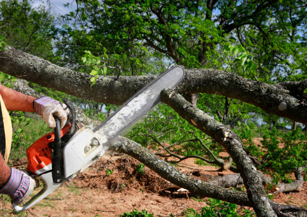 Large Tree Removal in Dana, NC